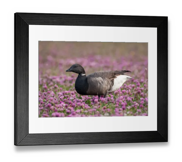 Framed Print : Brent Goose (Branta bernicla) in a field of flowering Red Clover (Trifolium pratense) Framed Print : Brent Goose (Branta bernicla) in a field of flowering Red Clover (Trifolium pratense)