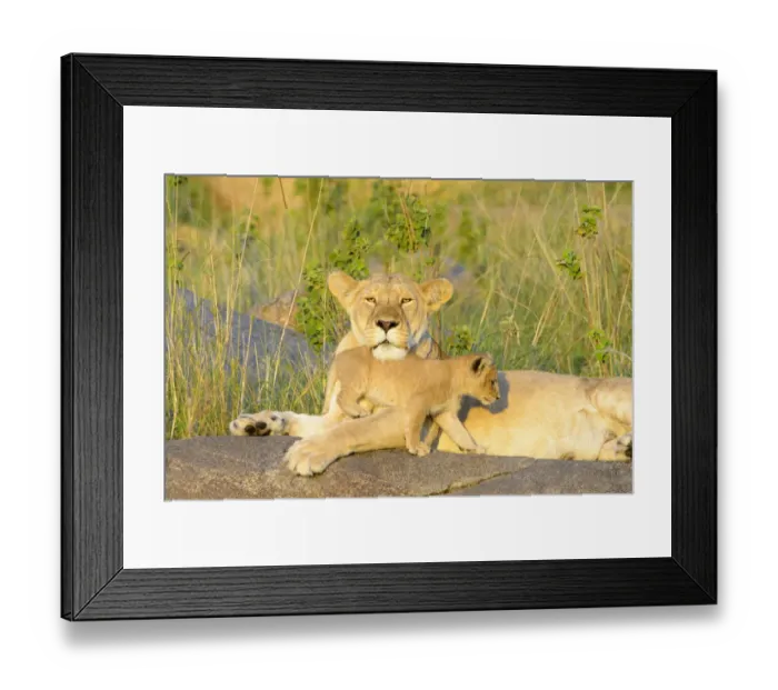Framed Print : African Lion (Panthera leo) mother and cub, lying and playing on a rock in early morning Framed Print : African Lion (Panthera leo) mother and cub, lying and playing on a rock in early morning