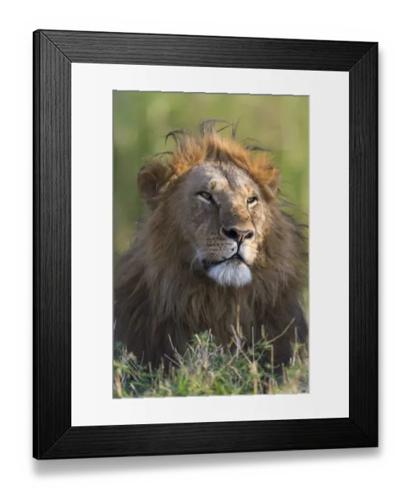 Framed Print : dominant Lion (Panthera leo) male looking very proud, Kenya, Narok County Framed Print : dominant Lion (Panthera leo) male looking very proud, Kenya, Narok County