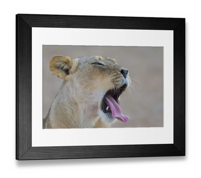 Framed Print : Female Lion (Panthera leo) yawning portrait, South Africa, Northern Cape Framed Print : Female Lion (Panthera leo) yawning portrait, South Africa, Northern Cape