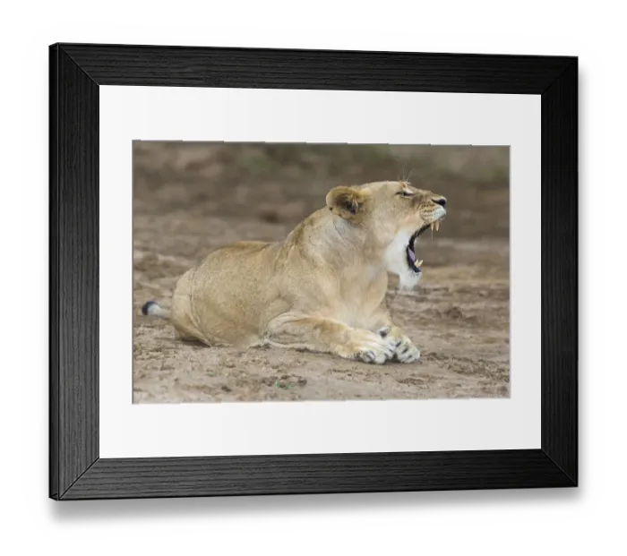 Framed Print : Lioness (Panthera leo) yawning and laying on the edge of the marsh land and open plains Framed Print : Lioness (Panthera leo) yawning and laying on the edge of the marsh land and open plains