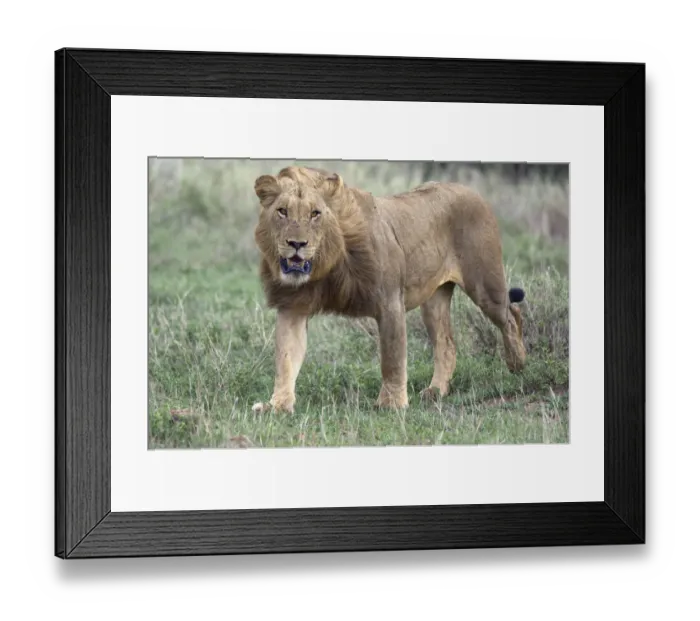 Framed Print : Lion (Panthera leo) walking against the wind over the savanna, South Africa, Limpopo