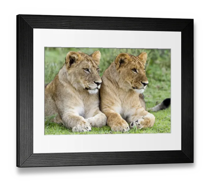 Framed Print : Two young male Lions (Panthera leo) laying in grass, Tanzania, Serengeti Framed Print : Two young male Lions (Panthera leo) laying in grass, Tanzania, Serengeti