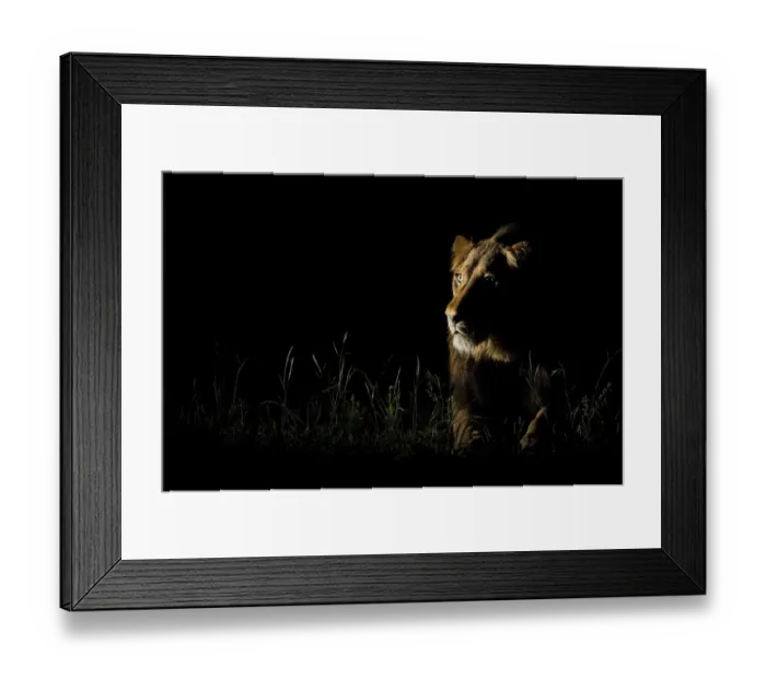 Framed Print : An alert male Lion (Panthera leo) listening to the night sounds, South Africa Framed Print : An alert male Lion (Panthera leo) listening to the night sounds, South Africa