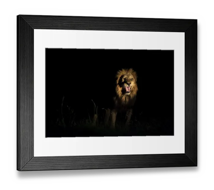 Framed Print : A male Lion (Panthera leo) displaying flehmen after testing a females receptiveness Framed Print : A male Lion (Panthera leo) displaying flehmen after testing a females receptiveness