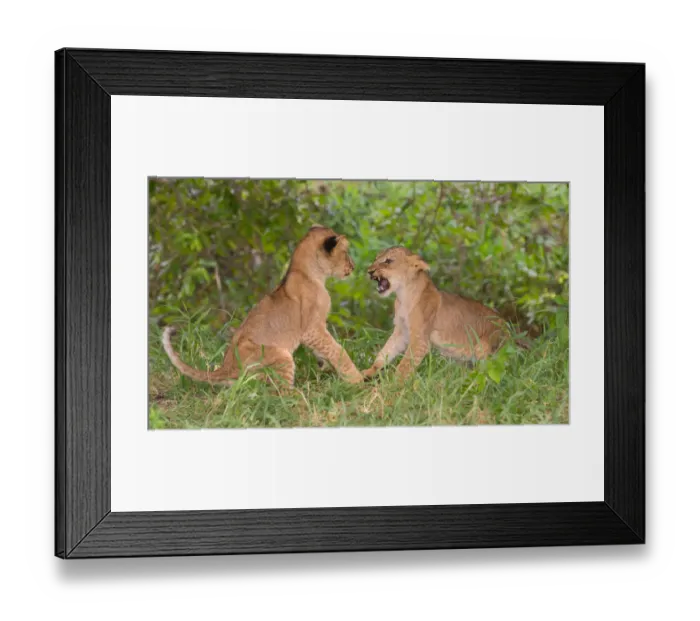 Framed Print : Two Lion (Panthera leo) cubs play-fighting, Tanzania, Morogoro, Selous Game Reserve Framed Print : Two Lion (Panthera leo) cubs play-fighting, Tanzania, Morogoro, Selous Game Reserve
