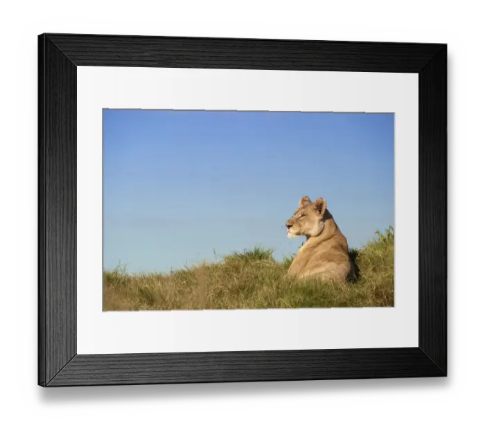 Framed Print : A young Lioness (Panthera leo) in her prime lies alert to her surroundings, Botswana Framed Print : A young Lioness (Panthera leo) in her prime lies alert to her surroundings, Botswana