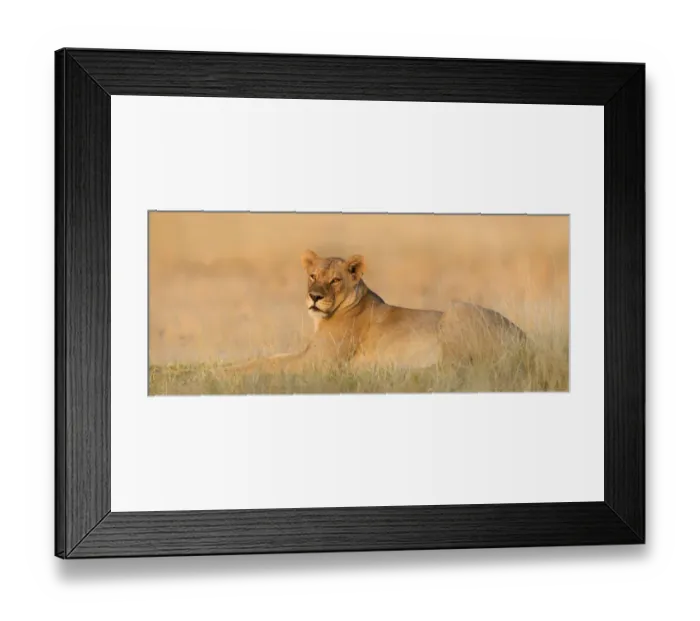 Framed Print : A Lioness (Panthera leo) lying on the edge of the savannah in golden light, Botswana Framed Print : A Lioness (Panthera leo) lying on the edge of the savannah in golden light, Botswana