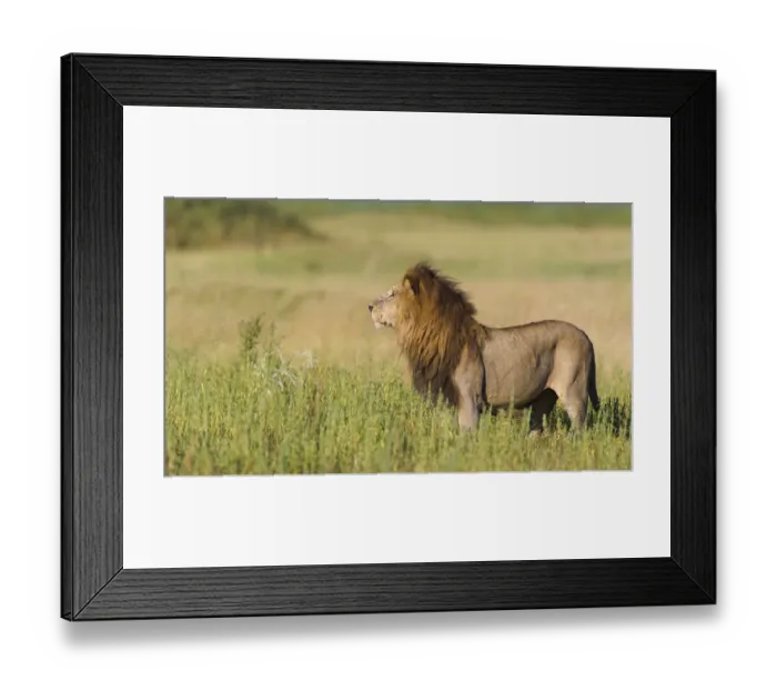 Framed Print : A large male Lion (Panthera leo) surveys the open plains of Duba island, Botswana Framed Print : A large male Lion (Panthera leo) surveys the open plains of Duba island, Botswana