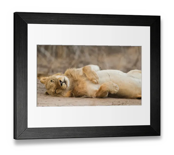 Framed Print : Male Lion (Panthera leo) rolling on its back, Zimbabwe, Mashonaland West Framed Print : Male Lion (Panthera leo) rolling on its back, Zimbabwe, Mashonaland West