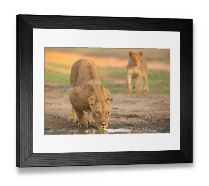 Framed Print : Female Lion (Panthera leo) drinking with cub approaching in background, Zimbabwe Framed Print : Female Lion (Panthera leo) drinking with cub approaching in background, Zimbabwe