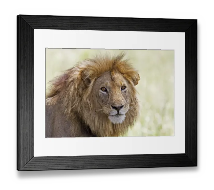 Framed Print : Big male Lion (Panthera leo) portrait, Tanzania, Tarangire National Park Framed Print : Big male Lion (Panthera leo) portrait, Tanzania, Tarangire National Park