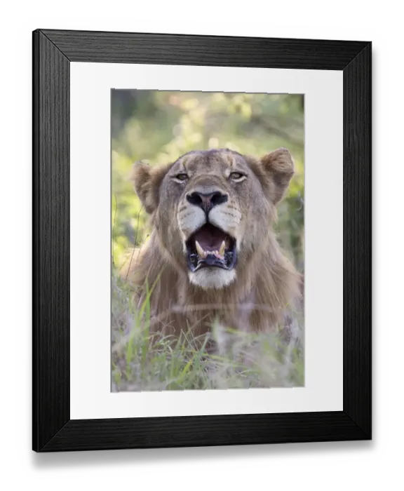 Framed Print : Portrait of a juvenile male Lion (Panthera Leo) in the grass, South Africa, Limpopo Framed Print : Portrait of a juvenile male Lion (Panthera Leo) in the grass, South Africa, Limpopo
