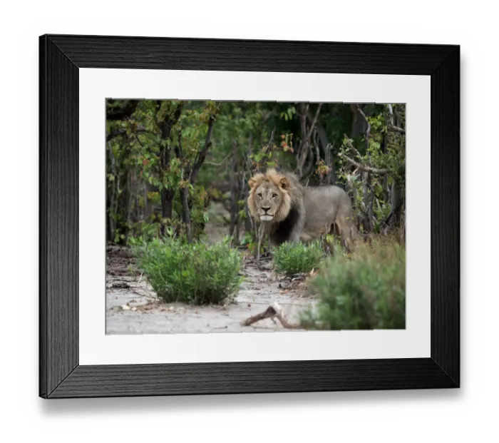 Framed Print : Male Lion (Panthera leo) coming from out the bushes, Botswana, Savuti Camp Framed Print : Male Lion (Panthera leo) coming from out the bushes, Botswana, Savuti Camp