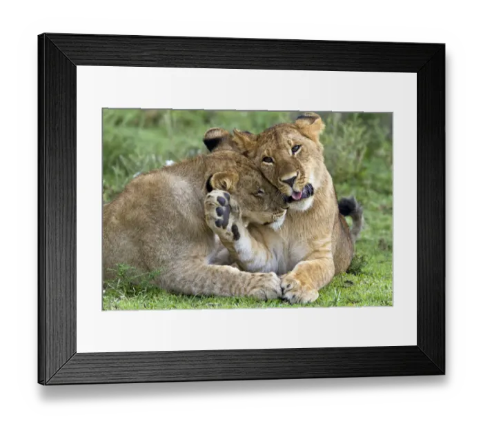 Framed Print : Two Lions (Panthera leo) cuddling, Tanzania, Serengeti Framed Print : Two Lions (Panthera leo) cuddling, Tanzania, Serengeti