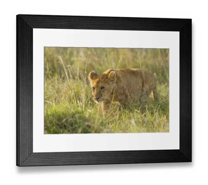 Framed Print : Lion (Panthera leo) cub walking in tall grass, Kenya, Masai Mara National Reserve Framed Print : Lion (Panthera leo) cub walking in tall grass, Kenya, Masai Mara National Reserve