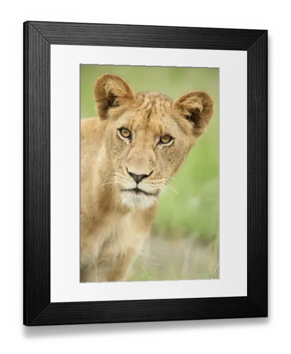 Framed Print : Portrait of a Lion (Panthera leo), sub-adult, South Africa, Mpumalanga Framed Print : Portrait of a Lion (Panthera leo), sub-adult, South Africa, Mpumalanga
