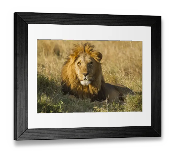 Framed Print : Lion (Panthera leo) Adult male lying down, Kenya, Masai Mara National Reserve Framed Print : Lion (Panthera leo) Adult male lying down, Kenya, Masai Mara National Reserve