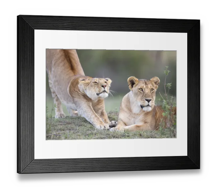 Framed Print : Two Lions (Panthera leo) preparing for the hunt after resting, Kenya Framed Print : Two Lions (Panthera leo) preparing for the hunt after resting, Kenya