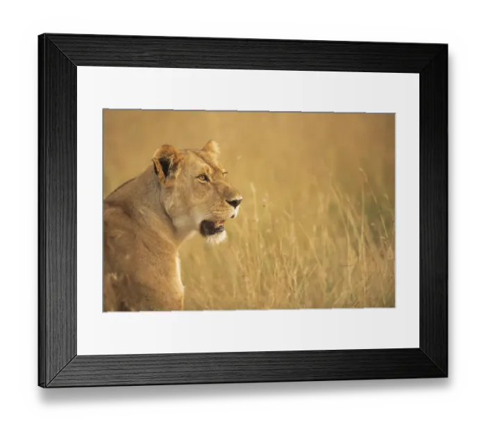 Framed Print : Lioness (Panthera leo) profile, Kenya, Masai Mara National Reserve