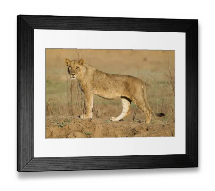 Framed Print : Young Lion (Panthera leo) male looking at the camera, Zimbabwe, Mashonaland Framed Print : Young Lion (Panthera leo) male looking at the camera, Zimbabwe, Mashonaland