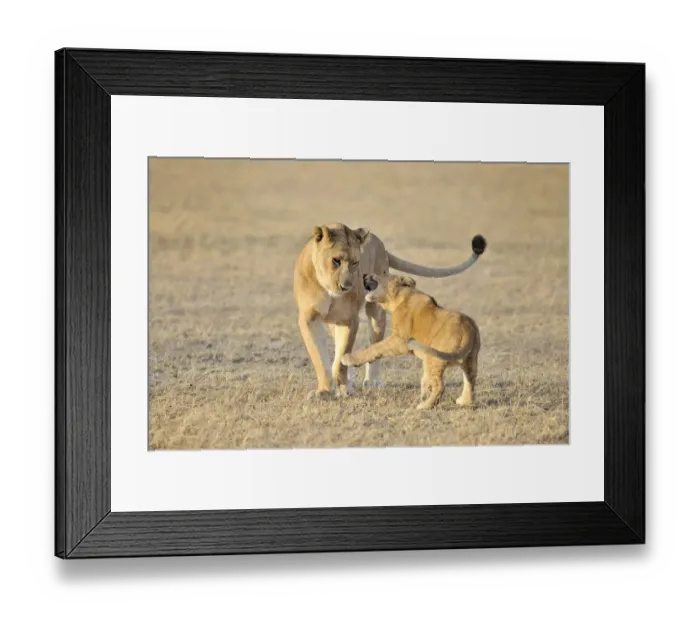 Framed Print : Lion (Panthera leo) cub playing with its mother, Tanzania, Ngorongoro Conservation Area Framed Print : Lion (Panthera leo) cub playing with its mother, Tanzania, Ngorongoro Conservation Area