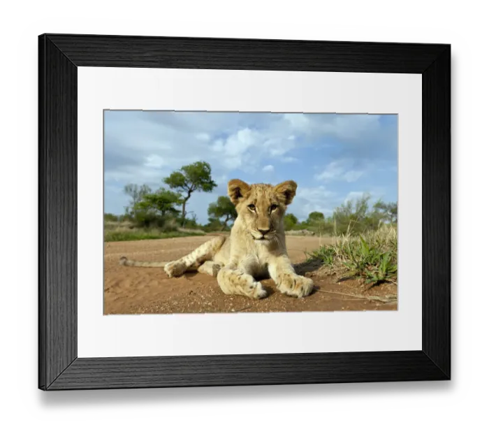 Framed Print : Lion (Panthera leo) cub lying on the ground, South Africa, Hoedspruit, Kruger Park Framed Print : Lion (Panthera leo) cub lying on the ground, South Africa, Hoedspruit, Kruger Park