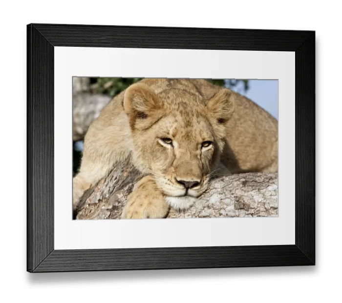 Framed Print : Lion (Panthera leo) lying in tree, South Africa, Sabi Sands Framed Print : Lion (Panthera leo) lying in tree, South Africa, Sabi Sands