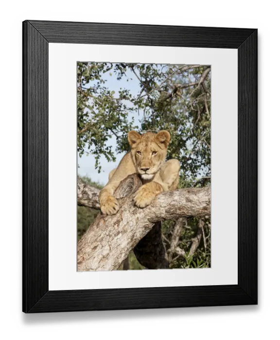 Framed Print : Lion (Panthera leo) on the lookout in a tree in early morning sun, South Africa Framed Print : Lion (Panthera leo) on the lookout in a tree in early morning sun, South Africa