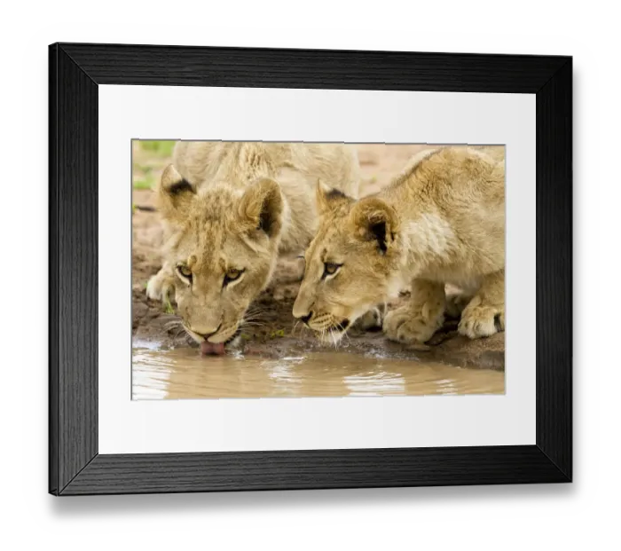 Framed Print : Lion (Panthera leo) cubs drinking at waterpool, south Africa, Hoedspruit, Kruger Park