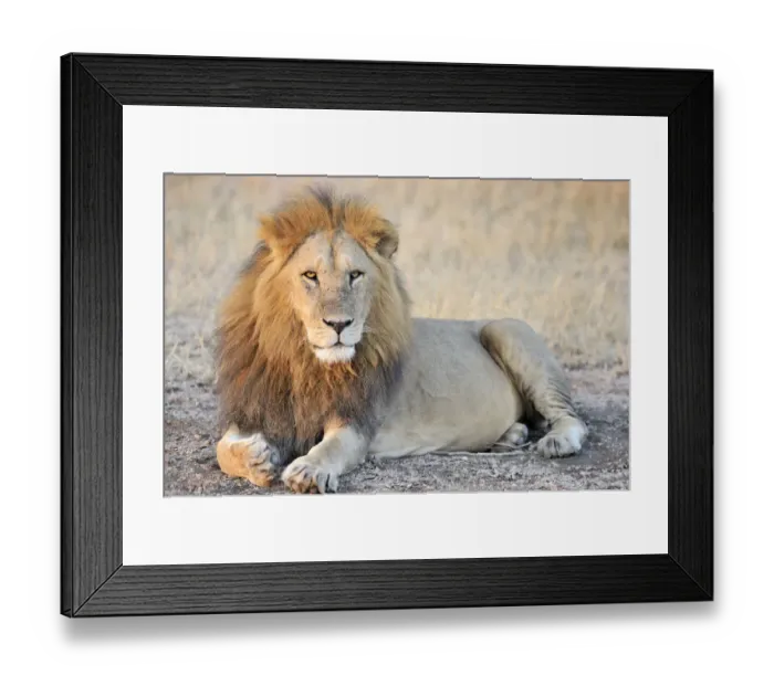 Framed Print : Male Lion (Panthera leo) lying, Tanzania, Serengeti National Park, Grumeti Framed Print : Male Lion (Panthera leo) lying, Tanzania, Serengeti National Park, Grumeti