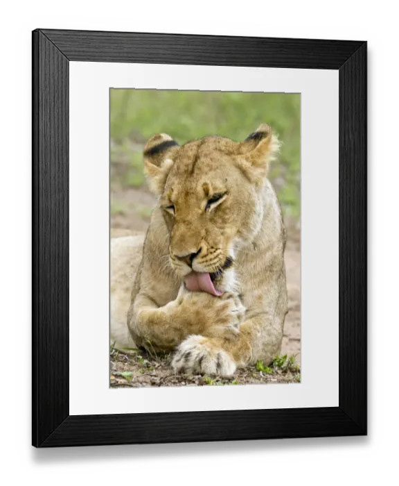 Framed Print : Lion (Panthera leo) grooming, South Africa, Kruger Park Framed Print : Lion (Panthera leo) grooming, South Africa, Kruger Park