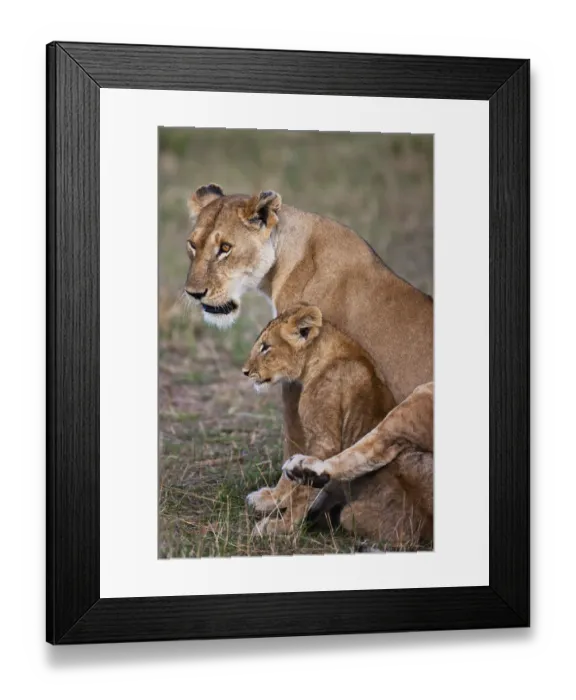 Framed Print : African Lioness (Panthera leo) draping her back leg affectionately over her cub, Kenya