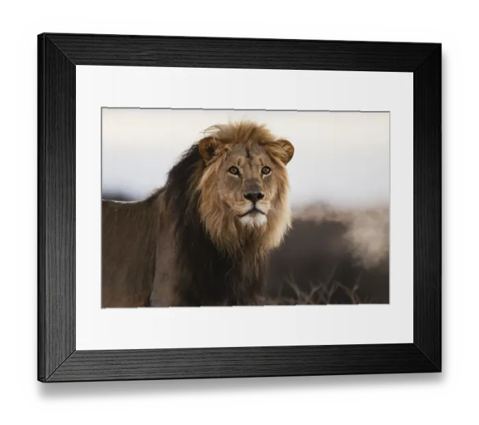 Framed Print : Kalahari lion (Panthera leo) at first light with breath shimmering on a cold foggy Framed Print : Kalahari lion (Panthera leo) at first light with breath shimmering on a cold foggy