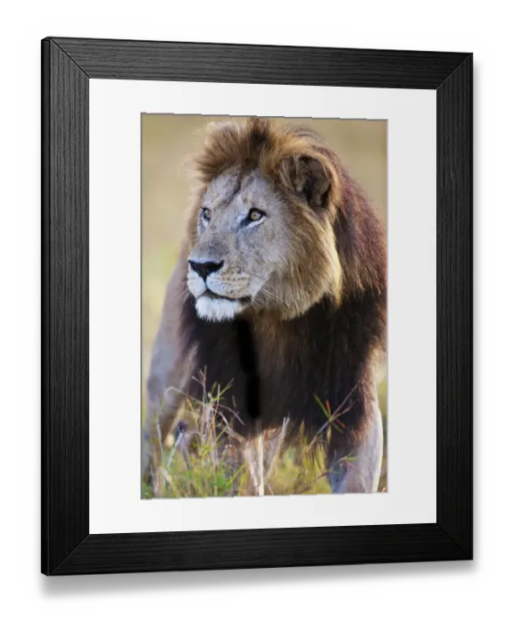 Framed Print : African Lion (Panthera leo) male portrait, Kenya, Masai Mara Framed Print : African Lion (Panthera leo) male portrait, Kenya, Masai Mara