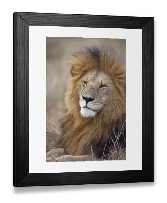 Framed Print : Portrait of a resting male Lion (Panthera leo), Kenia, Narok County Framed Print : Portrait of a resting male Lion (Panthera leo), Kenia, Narok County