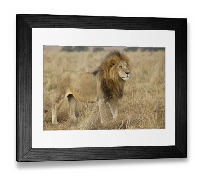 Framed Print : Portrait of Lion (Panthera leo) male standing in grassland, Kenya, Masai Mara Preserve Framed Print : Portrait of Lion (Panthera leo) male standing in grassland, Kenya, Masai Mara Preserve