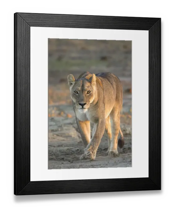 Framed Print : A Kalahari lion (Panthera leo) walks head on towards the viewer Framed Print : A Kalahari lion (Panthera leo) walks head on towards the viewer