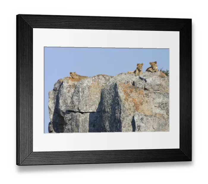 Framed Print : Three juvenile lions (Panthera leo) on a high rock, South Africa, Limpopo Framed Print : Three juvenile lions (Panthera leo) on a high rock, South Africa, Limpopo