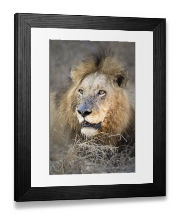 Framed Print : Lion (Panthera leo) dominant male resting and staring, South Africa, mpumalanga Framed Print : Lion (Panthera leo) dominant male resting and staring, South Africa, mpumalanga