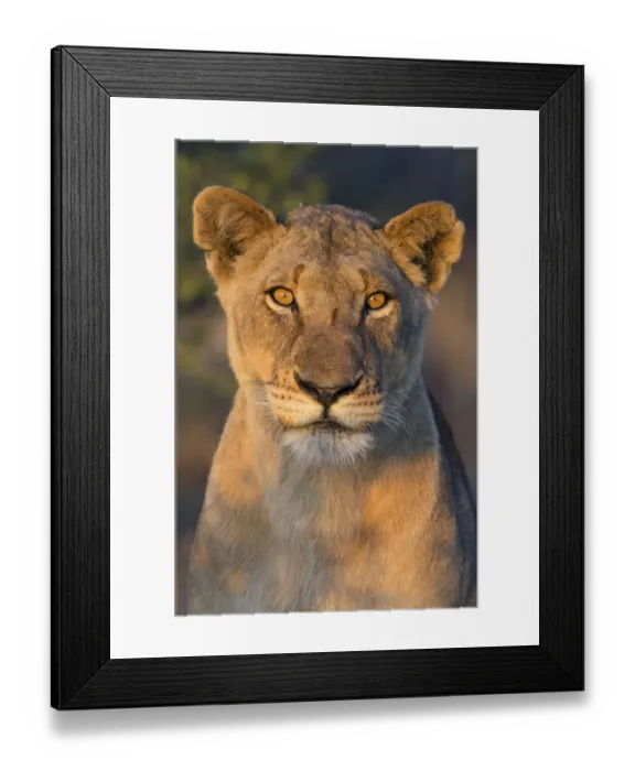 Framed Print : Portrait of a lion (Panthera leo) female, South Africa, Limpopo, Kruger National Park Framed Print : Portrait of a lion (Panthera leo) female, South Africa, Limpopo, Kruger National Park