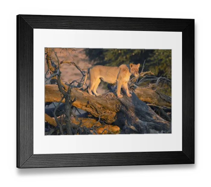 Framed Print : Lioness (Panthera leo) standing on a fallen tree, South Africa Framed Print : Lioness (Panthera leo) standing on a fallen tree, South Africa