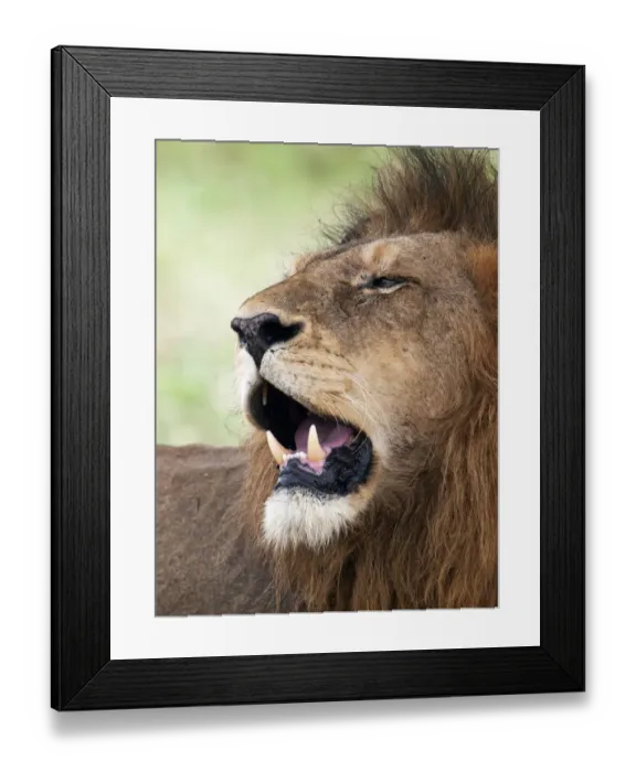 Framed Print : Portrait of a male Lion (Panthera leo), South Africa, Limpopo, Kruger National Park Framed Print : Portrait of a male Lion (Panthera leo), South Africa, Limpopo, Kruger National Park