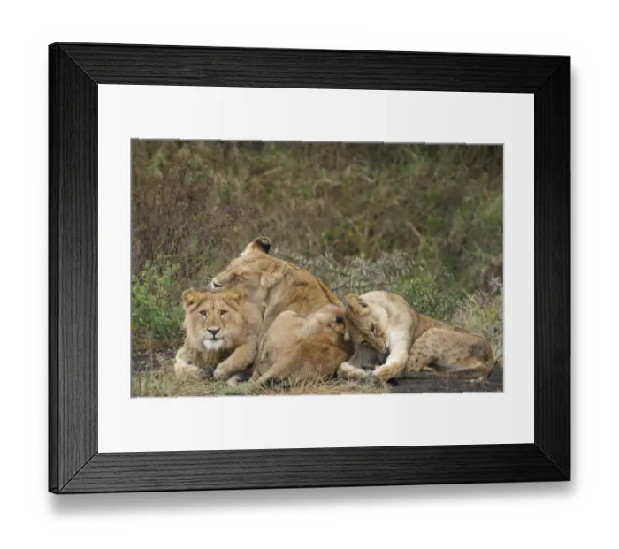 Framed Print : Lion (Panthera leo) juveniles cleaning themselves, Tanzania, Serengeti National park Framed Print : Lion (Panthera leo) juveniles cleaning themselves, Tanzania, Serengeti National park