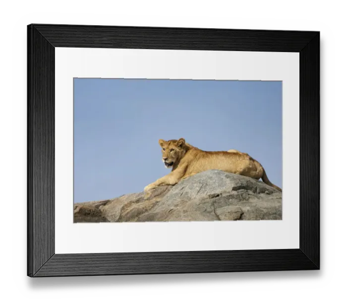 Framed Print : Lion (Panthera leo) female relaxing on a rock Framed Print : Lion (Panthera leo) female relaxing on a rock