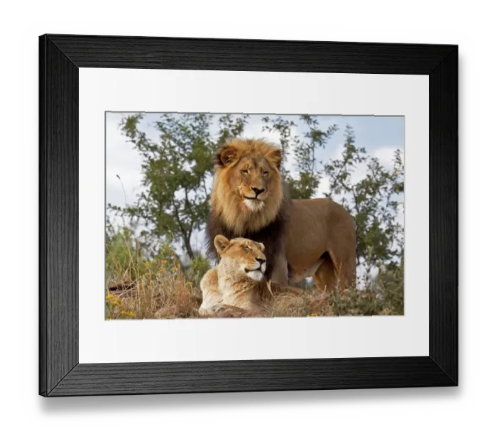 Framed Print : Lion (Panthera leo) standing in grass with Lioness (Panthera leo) resting underneath him