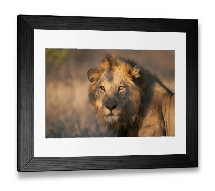 Framed Print : Portrait of a Lion (Panthera leo) staring in the lens, South-Africa, Limpopo Framed Print : Portrait of a Lion (Panthera leo) staring in the lens, South-Africa, Limpopo