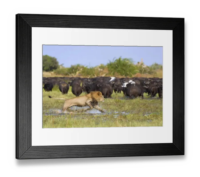 Framed Print : A large male Lion (Panthera leo) charges at a herd of African Buffalo (Syncerus caffer Framed Print : A large male Lion (Panthera leo) charges at a herd of African Buffalo (Syncerus caffer