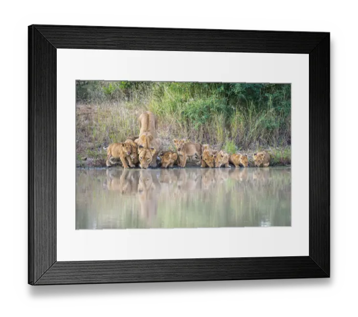 Framed Print : African Lion (Panthera leo) mother and cubs drinking at pool, South Africa, Limpopo Framed Print : African Lion (Panthera leo) mother and cubs drinking at pool, South Africa, Limpopo