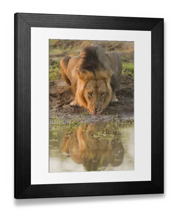 Framed Print : Lion (Panthera leo) male drinking, Zimbabwe, Mashonaland, Mana Pools National Park Framed Print : Lion (Panthera leo) male drinking, Zimbabwe, Mashonaland, Mana Pools National Park